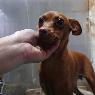 ミニチュアピンシャー