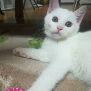 甘えん坊な男の子