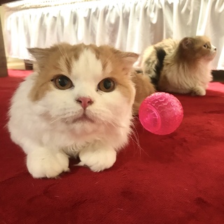 遊ぶの大好きなスコティッシュです