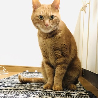 人大好き！甘えん坊な茶トラさん♪
