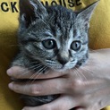 里親決定。甘えん坊のエミリちゃん1ヶ月半