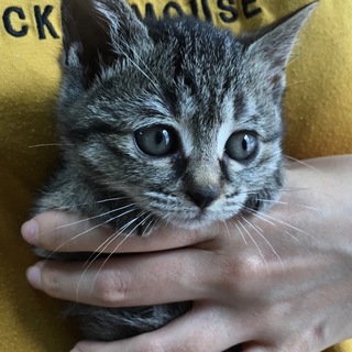 里親決定。甘えん坊のエミリちゃん1ヶ月半