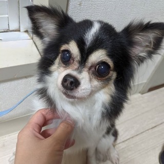 モアナちゃん＊甘えん坊チワワ