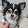 モアナちゃん＊甘えん坊チワワ サムネイル2