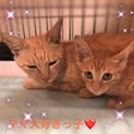 珍しいまるどら親子の里親さん募集！