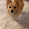 チャッピー＊陽気なポメミックス サムネイル2
