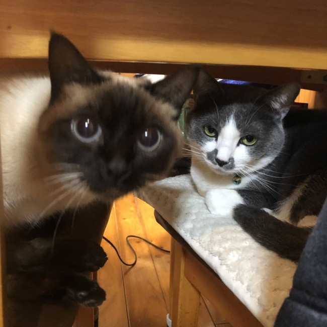 ゆずのあ74のカバー写真