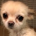 可愛いチワワくん
