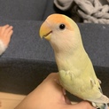 甘えん坊コザクラインコの家族募集中！