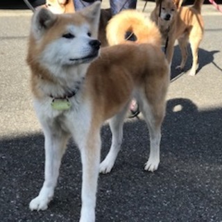 繁殖屋からレスキュー、人が大好きなききょうちゃん