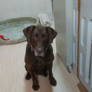 ちゃび君＊９歳チョコラブ