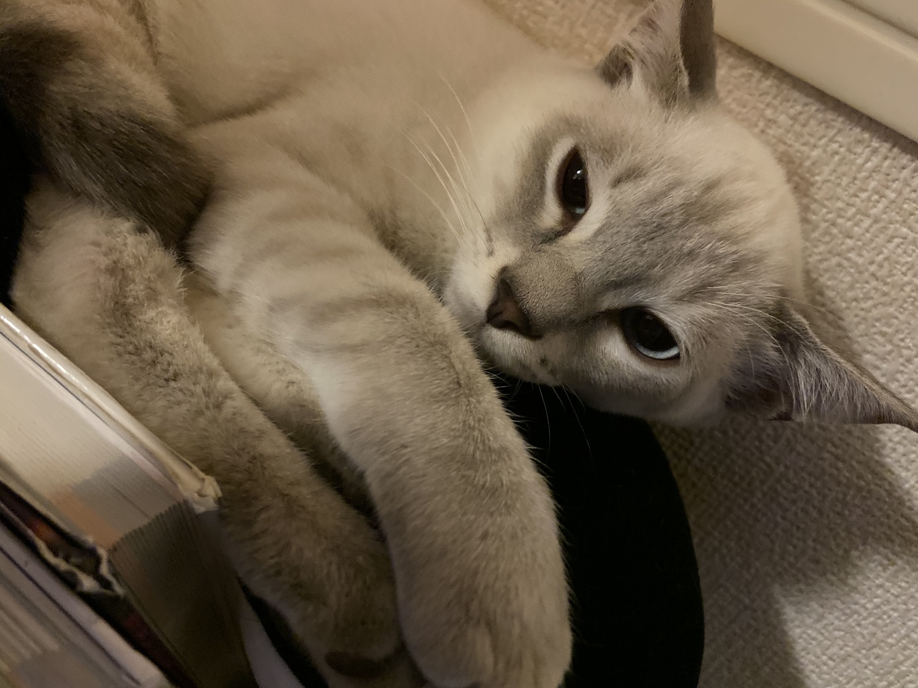 シャム風のイケメン猫さん」愛知県 - 猫の里親募集(293339 