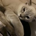 シャム風のイケメン猫さん(大福)