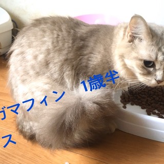 ラガマフィンの女の子です。