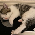 甘えん坊のあずきくん