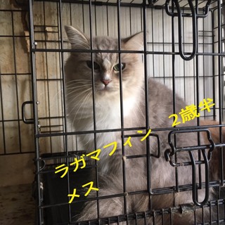 ラガマフィンの女の子です。