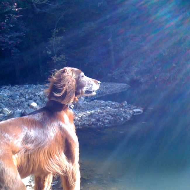 denkaのカバー写真