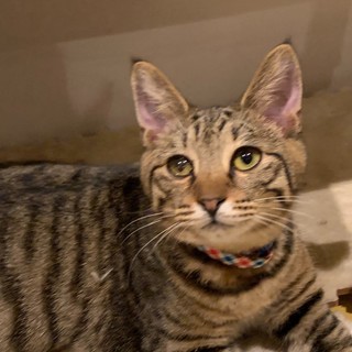 情けないお顔の癒し系