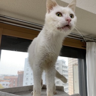 <サバイバーズ>ハイホーさん