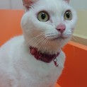 可愛い白猫ちゃんの里親募集中！