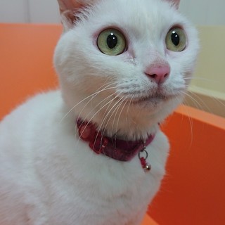 可愛い白猫ちゃんの里親募集中！