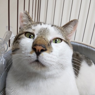 甘えん坊で地域猫から保護猫になったいっぽんちゃん