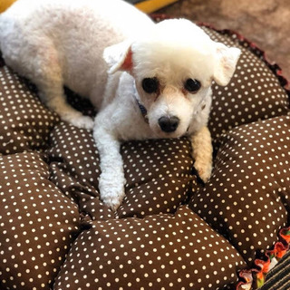 しらとり）とってもフレンドリーなパワフルガール❤