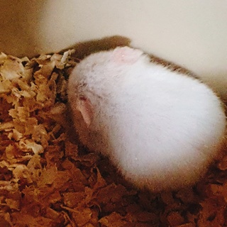 ゴルデンハムスター (1~4)