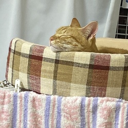 かがみもちハルカ