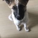 人馴れ抜群⭐︎保健所レスキューのマルくん