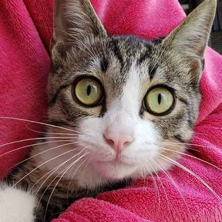 家族になってください