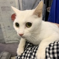 <サバイバーズ>白雪ちゃん