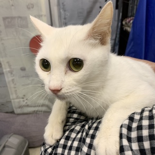 <サバイバーズ>白雪ちゃん