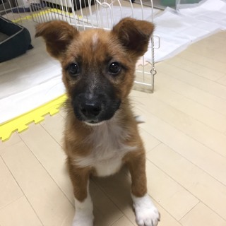 里親様決まりました