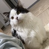 の写真