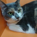 三毛猫の女の子の里親募集中！