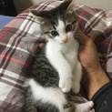 グレーのオス仔猫(生後2ヶ月くらい)