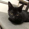 生後3ヶ月の黒猫の男の子です♪