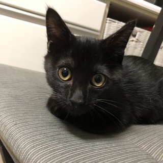 生後3ヶ月の黒猫の男の子です♪