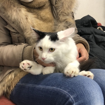 第25回 ねこの譲渡会