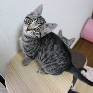 生後２ヶ月半。保護猫☆サクラ