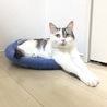 やなぎにこ