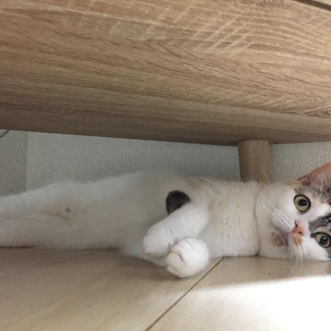 やなぎにこのカバー写真