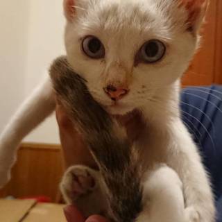 野良のお母さんから生まれた子です