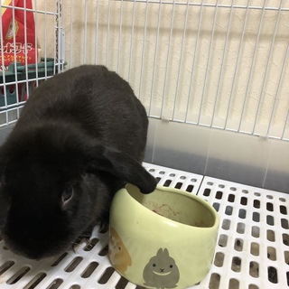 返信未対応申し訳ありません！里親様見つかりました！