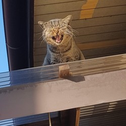 見送る叔父ちゃん。