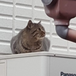 「見送る叔父ちゃん。」サムネイル3