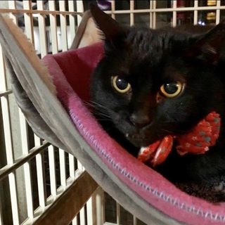 黒猫くーちゃん
