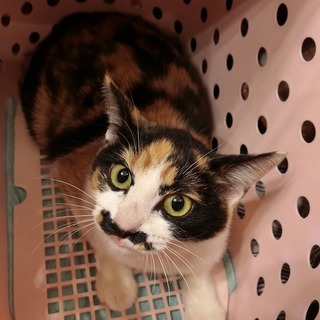 キリっとした お顔の三毛猫さんです