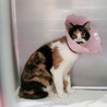 キリっとした お顔の三毛猫さんです サムネイル2